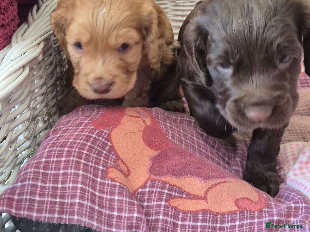 Cocker Spaniel dogs for sale: KC REGISTERED WORKING COCKER SPANIEL PUPPIES  - Advert 16