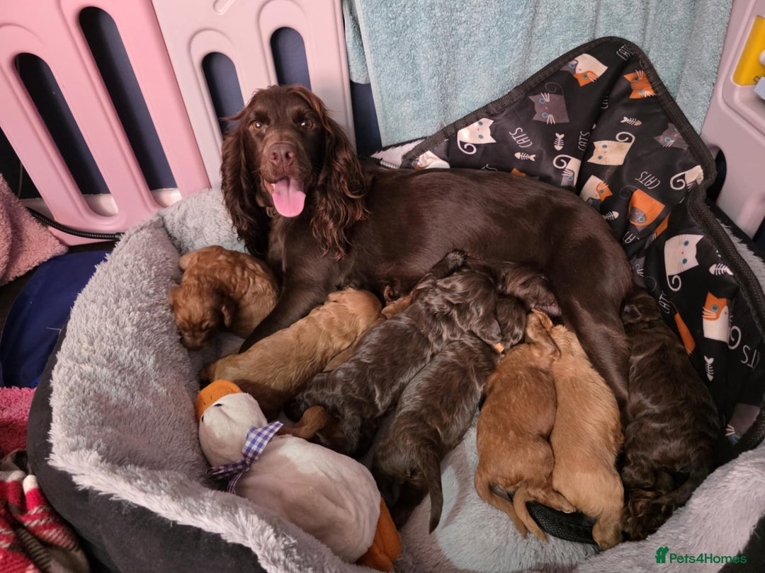 Cockapoo dogs for sale: Gorgeous F1 Cockapoo Pups Ready For You - Image 7