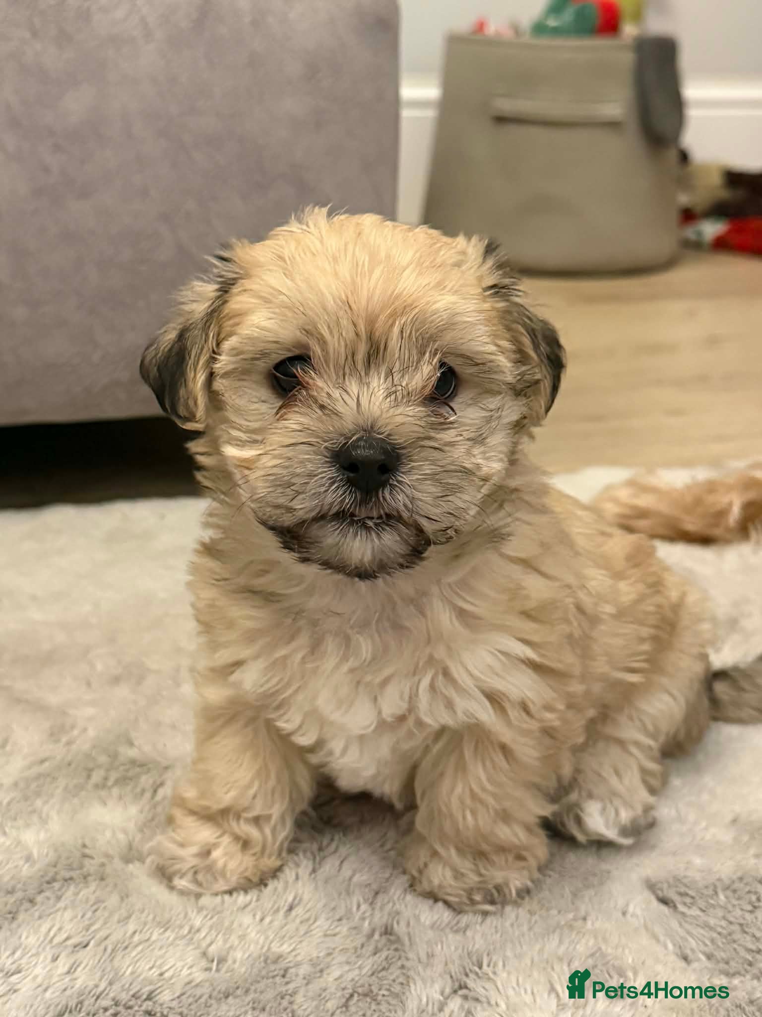 Lhasa Apso dogs READY NOW 2 beautiful lhatese boy pups  - Advert 1