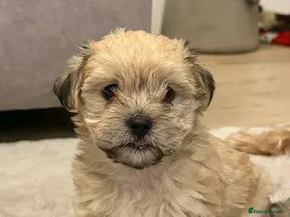 Lhasa Apso dogs READY NOW 2 beautiful lhatese boy pups - Advert 1