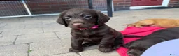 Sprocker dogs for sale: Sprocker spaniel puppies health tested parentage in Lytham Saint Annes - Advert 19