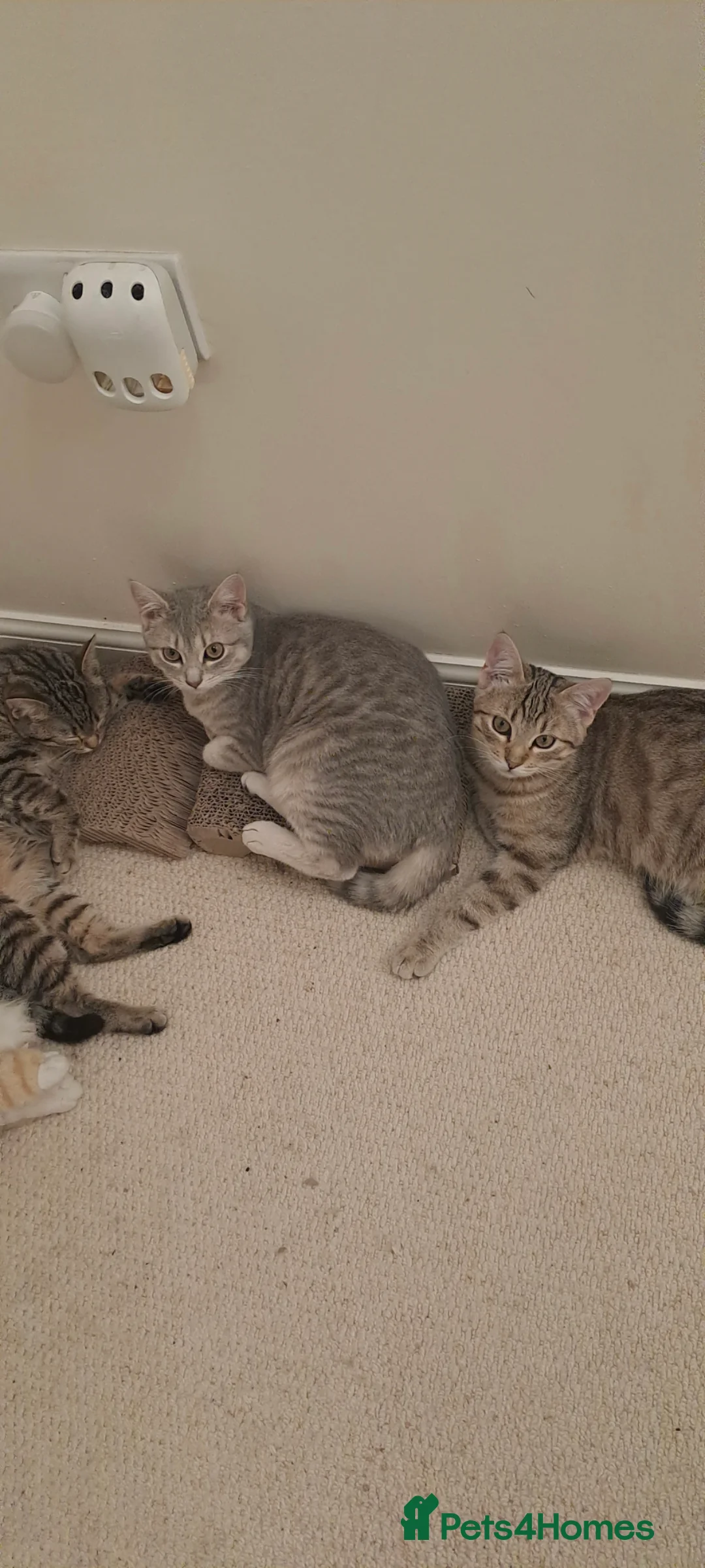 Mixed Breed cats for sale: Quarter Bengal kittens, looking for forever homes  - Advert 16