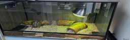 Tortoise reptiles for sale: Leapord Tortoise in Stockport - Advert 5