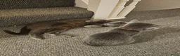 Russian Blue cats for sale: Russian Blue Male Kittens Ready Now in Rochester - Advert 8