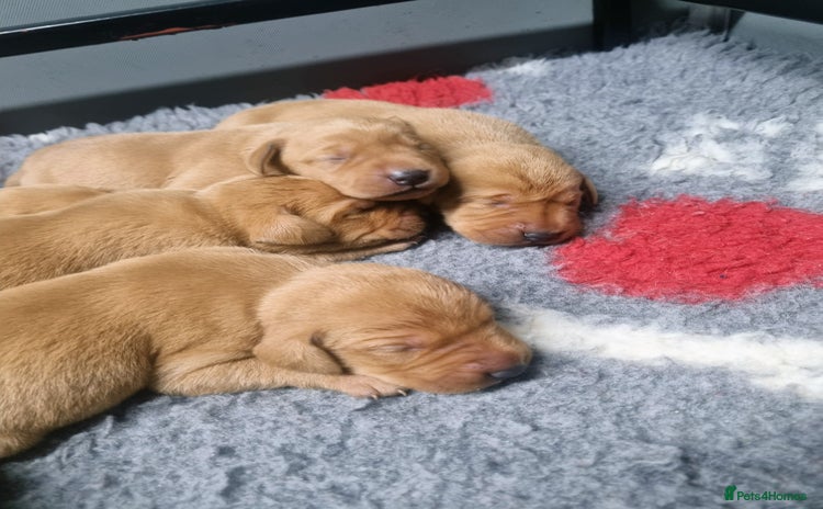 Hungarian Vizsla dogs Vizslador Puppies  - Advert 15