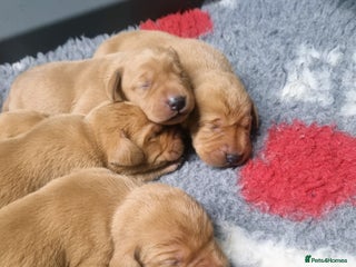 Hungarian Vizsla dogs Vizslador Puppies - Advert 6
