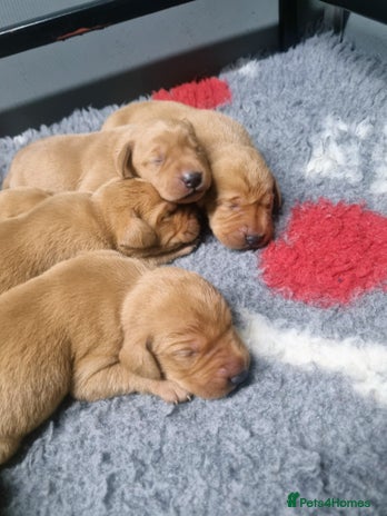 Hungarian Vizsla dogs Vizslador Puppies - Advert 1