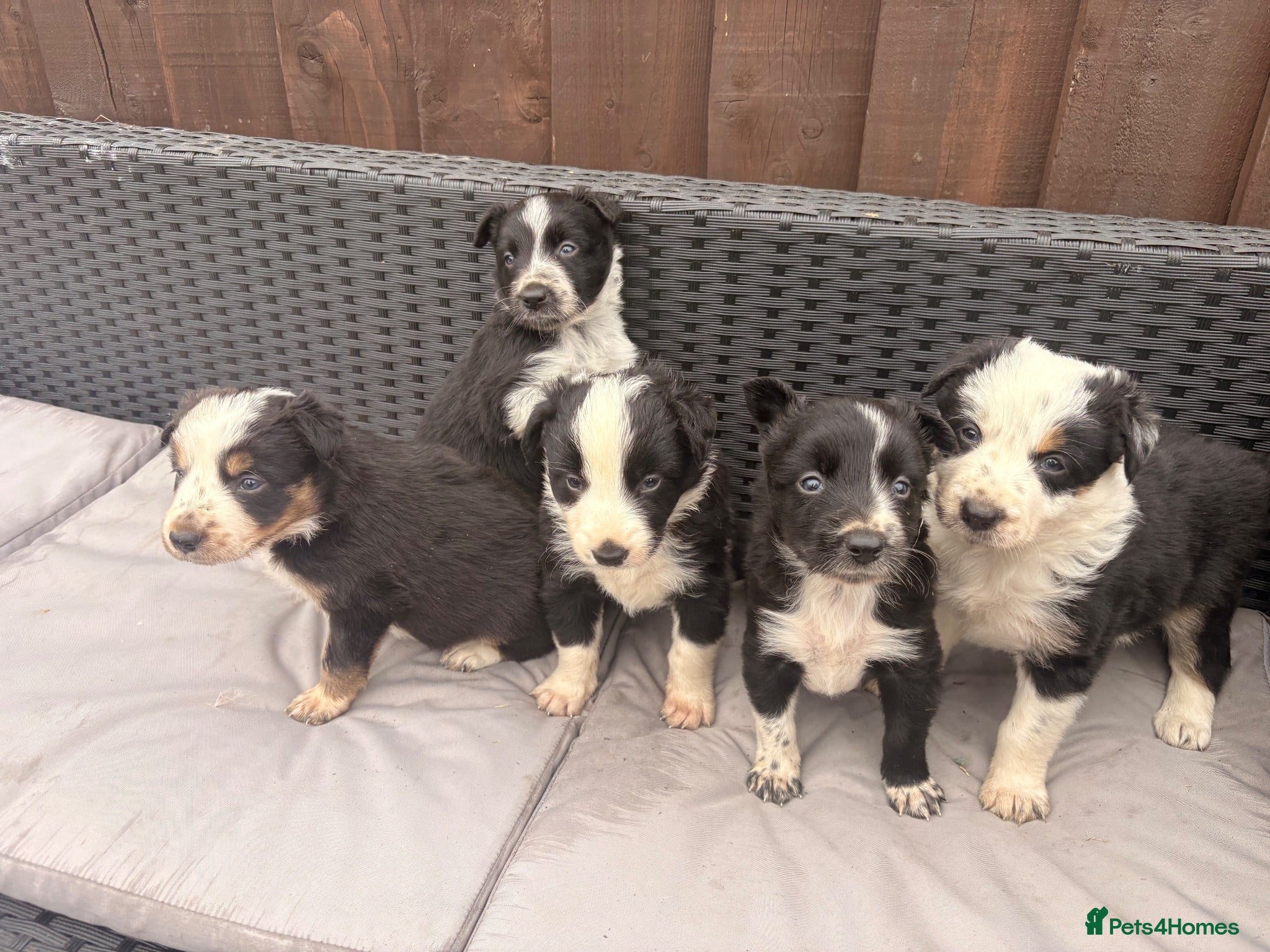 Border Collie dogs Gorgeous tri-coloured+black+white collie puppies  - Advert 1