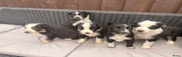 Border Collie dogs for sale: Gorgeous tri-coloured+black+white collie puppies  - Advert 1