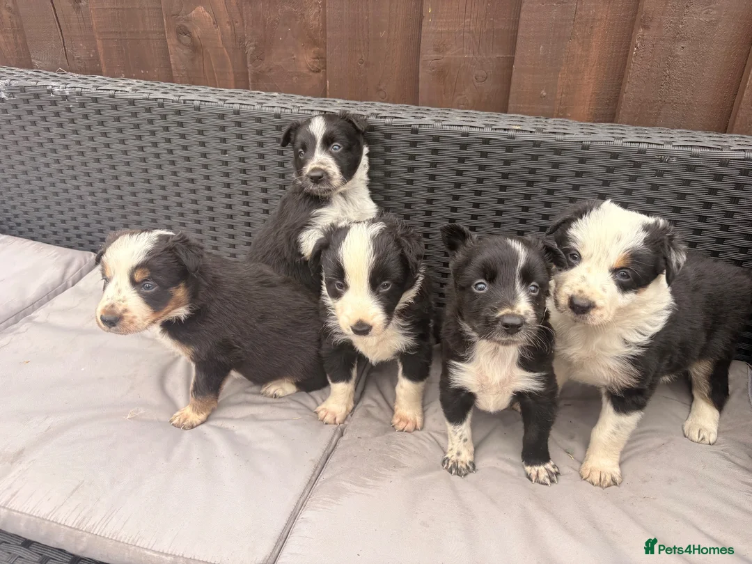 Border Collie dogs for sale: Gorgeous tri-coloured+black+white collie puppies  - Advert 1
