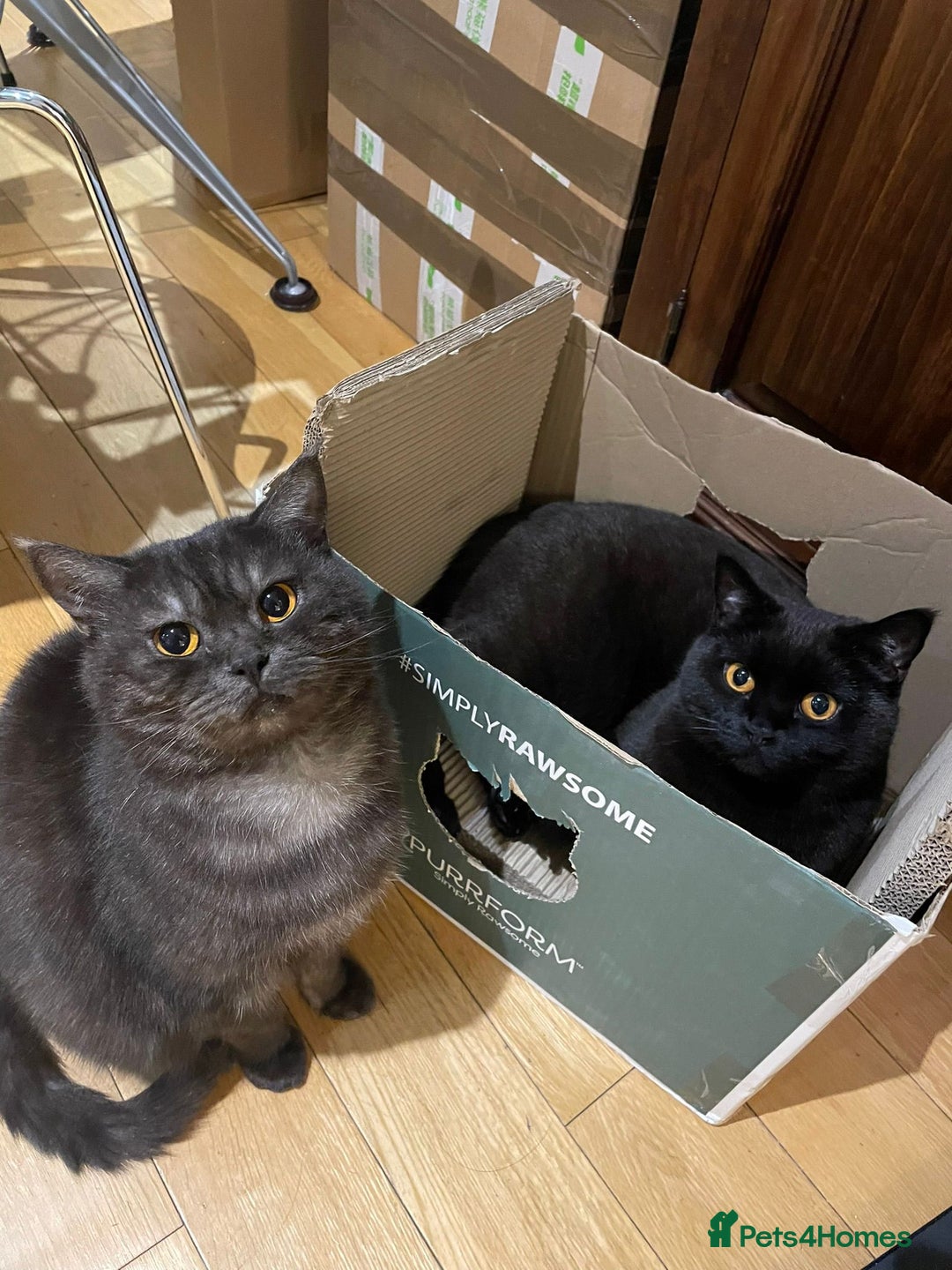 British Shorthair cats for sale: Beautiful British Shorthair kittens - Image 27