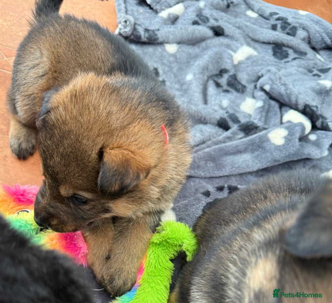 German Shepherd dogs for sale: KC Registered & Bred From Health Tested Parents  - Advert 19