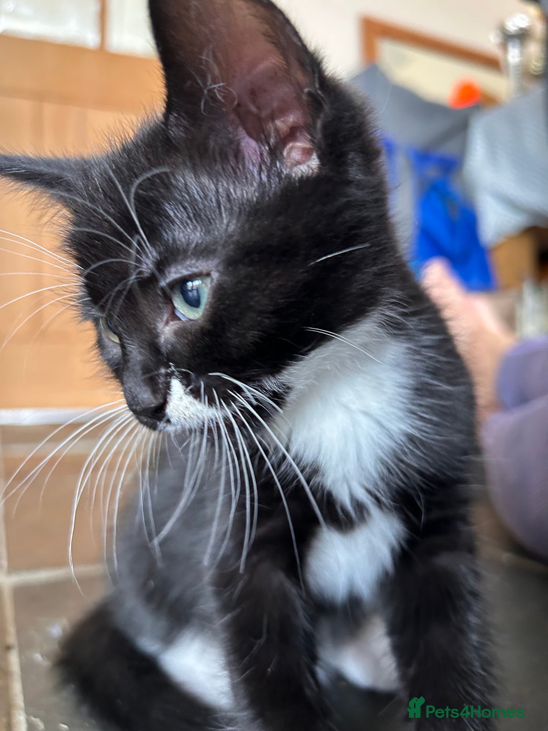 Mixed Breed cats for sale: 2 male kittens - Image 4
