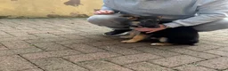 German Shepherd dogs for sale: Male GSD Puppy 13 weeks in South Shields - Advert 1