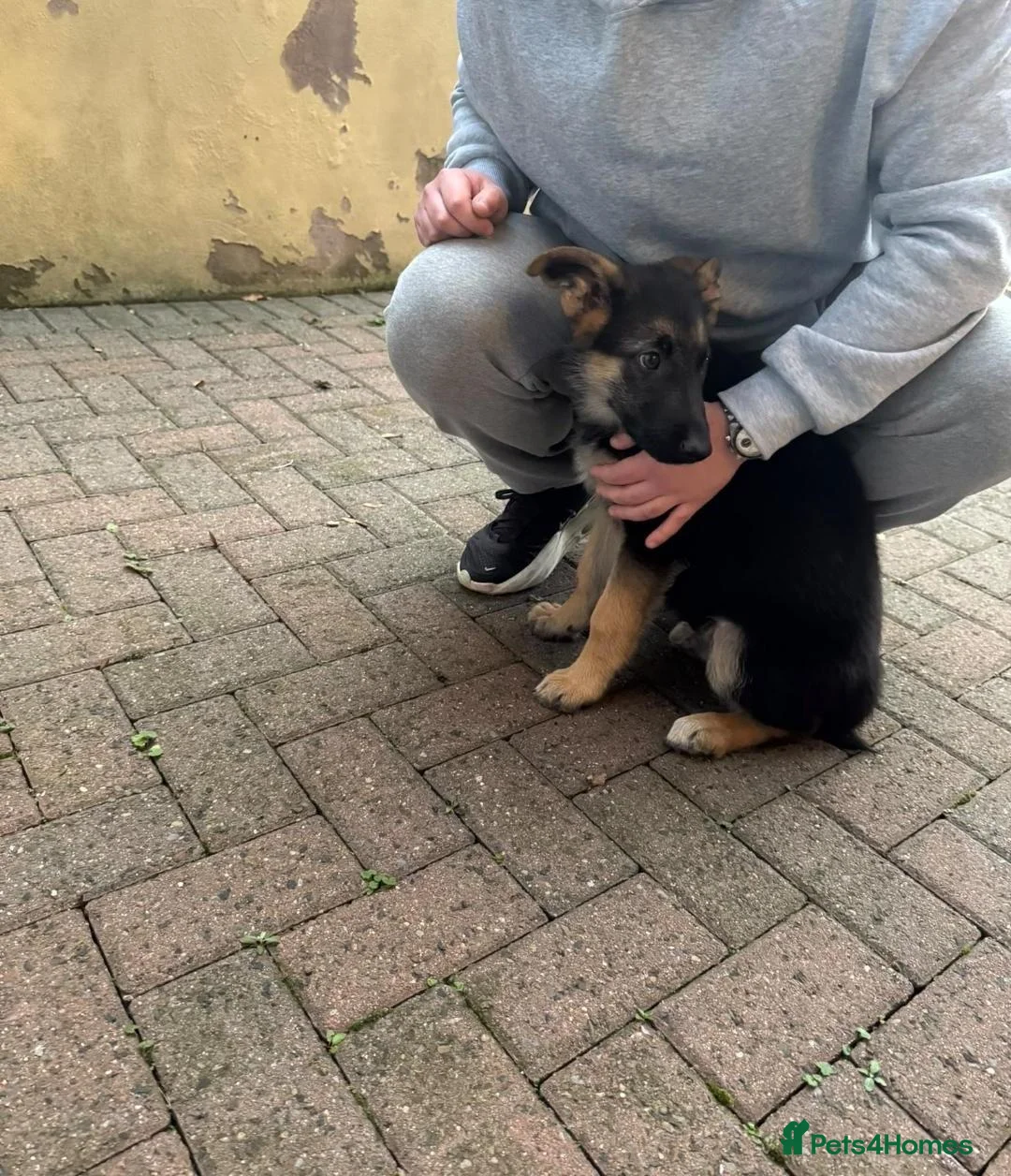 German Shepherd dogs for sale: Male GSD Puppy 13 weeks in South Shields - Advert 1