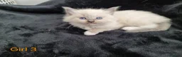 Ragdoll cats for sale: 4 Beautiful Ragdoll Kittens 🐯🌷🐯🪻🐯 - Advert 10