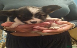 Papillon dogs for sale: KC Papillon. DNA health tested parents - Image 7