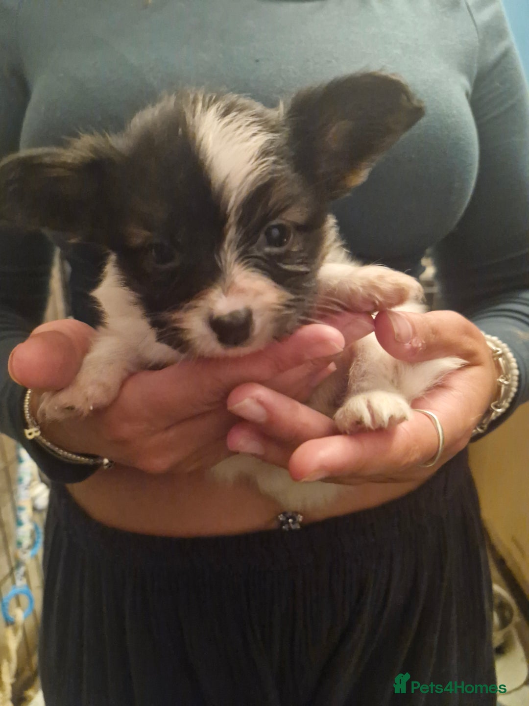 Papillon dogs for sale: KC Papillon. DNA health tested parents - Image 7