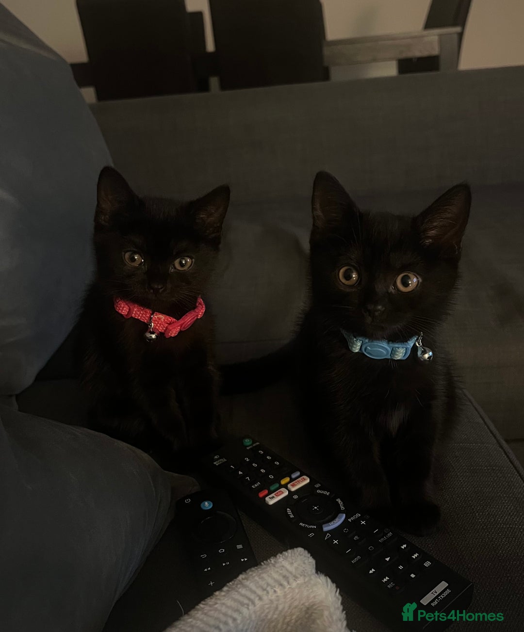 British Shorthair cats for sale: 2 beautiful kittens free to a good home  - Image 1