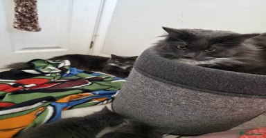 Mixed Breed cats - Advert 15