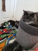 Mixed Breed cats - Advert 5