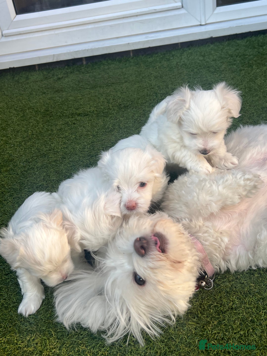 Maltese dogs for sale: Bichonul Maltese - Image 14