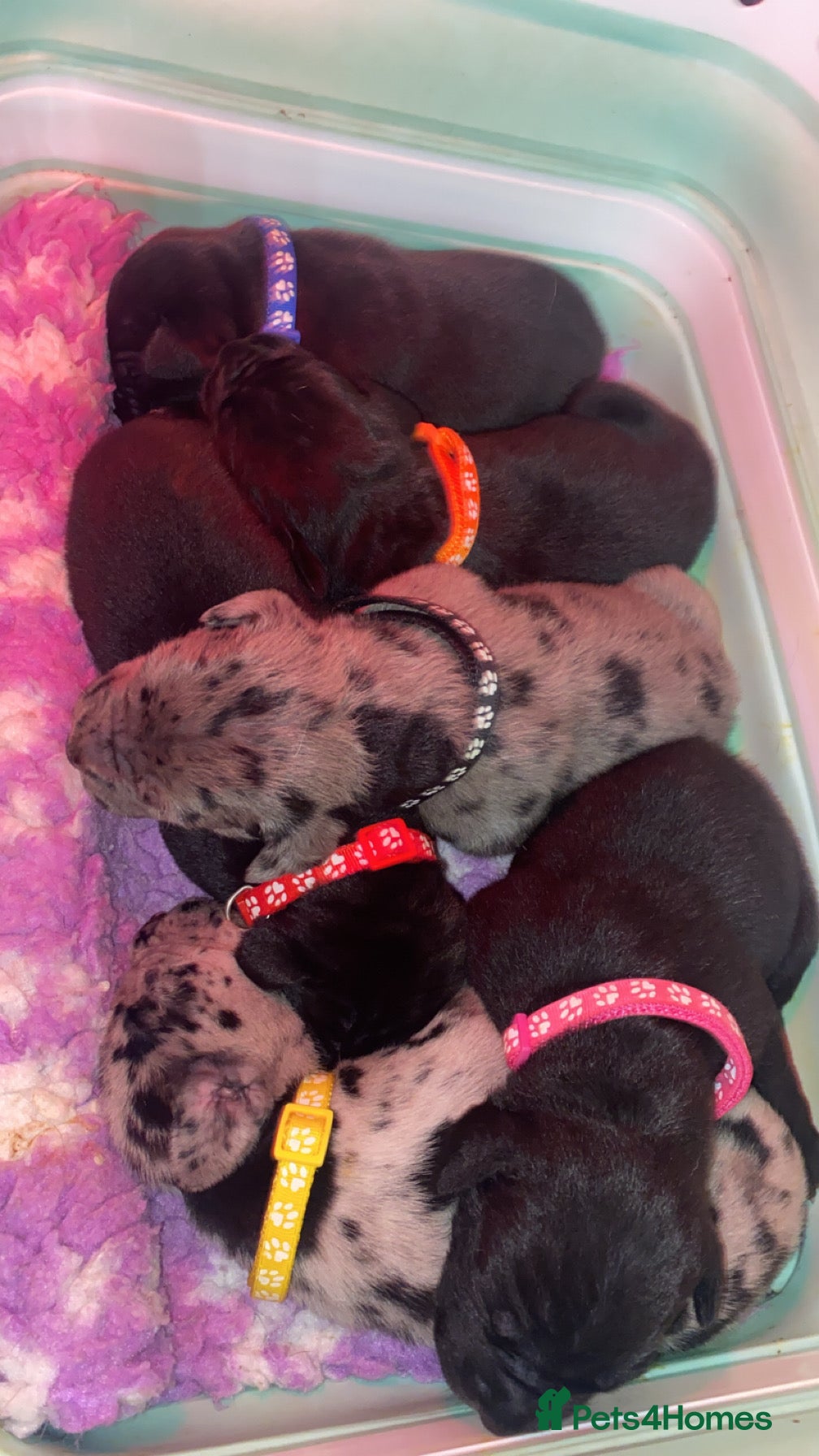 Mixed Breed dogs Beautiful Italian daniffs (Great Dane/cane corso)  - Advert 10