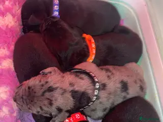 Mixed Breed dogs Beautiful Italian daniffs (Great Dane/cane corso) - Advert 10