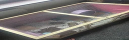 Hamster rodents for sale: Syrian hamster free to a good home  - Advert 26