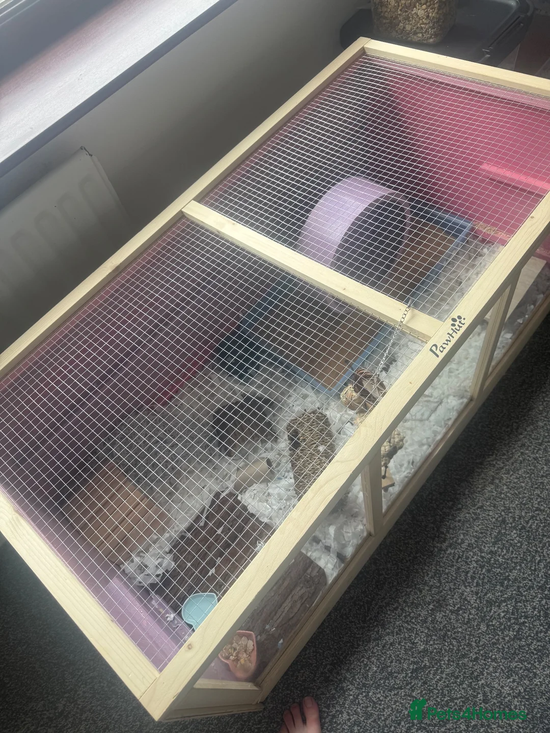 Hamster rodents for sale: Syrian hamster free to a good home  - Advert 26