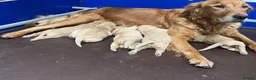 Golden Retriever dogs for sale: Outstanding Litter KC Reg Golden Retriever Puppies - Advert 15