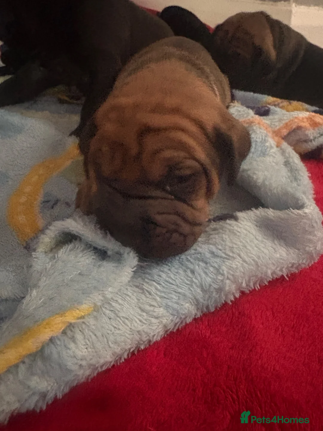 Mixed Breed dogs for sale: Cocker Spaniel x Shar Pei x Staff - Advert 2