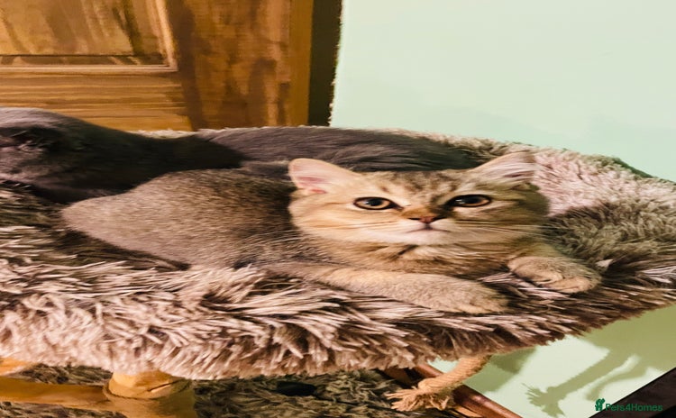Scottish Fold cats - Advert 14