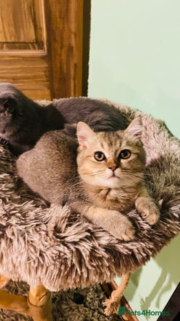 Scottish Fold cats - Advert 14