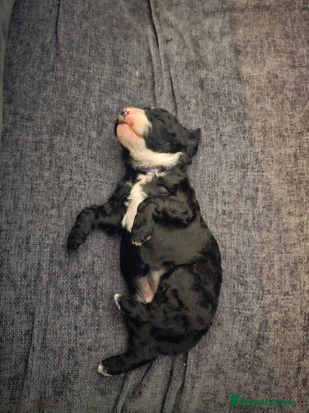 Cockapoo dogs for sale: Beautiful f2b cockapoos  - Image 14