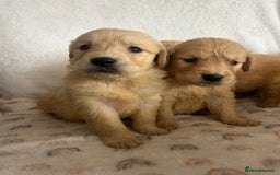 Golden Retriever dogs for sale: Beautiful golden retriever litter 🐶⭐️ - Image 18