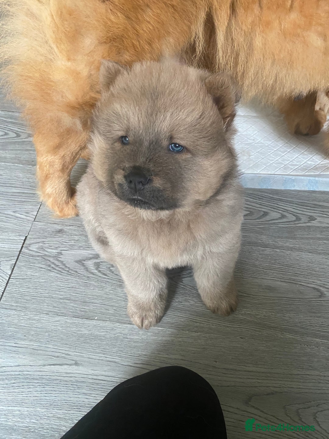 Chow Chow dogs for sale: Chow chow puppies  - Advert 4
