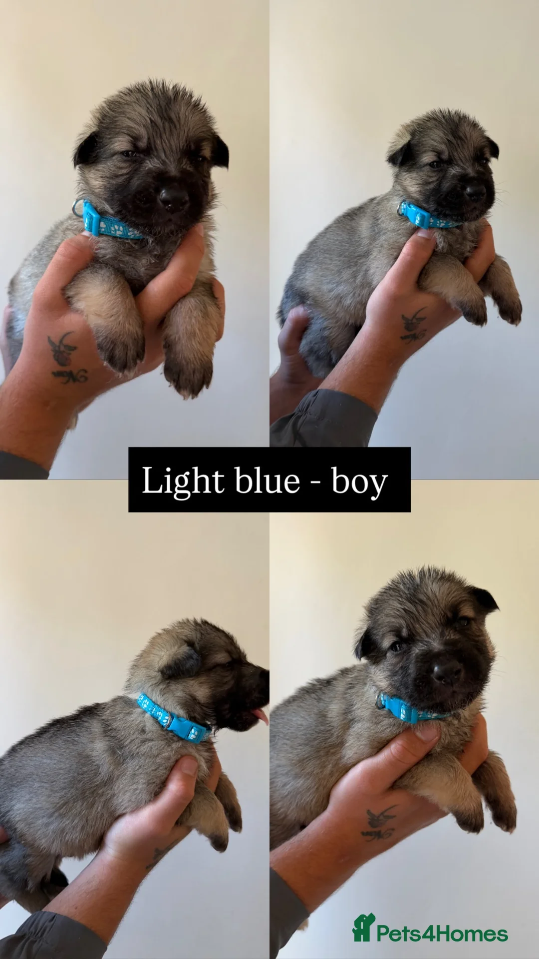 German Shepherd dogs for sale: German shepherd puppies in Sheffield - Advert 2