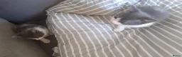Mixed Breed cats for sale: 2 grey and 1 black and white kittens - Advert 2