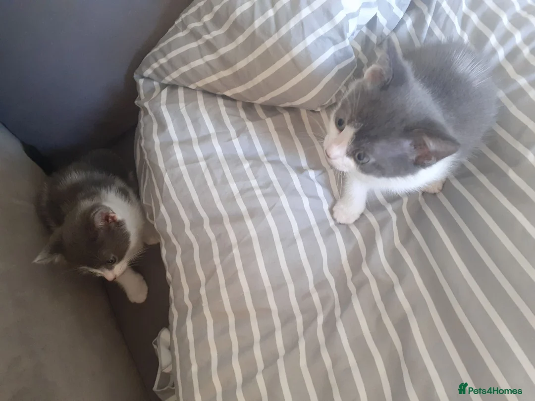 Mixed Breed cats for sale: 2 grey and 1 black and white kittens - Advert 2