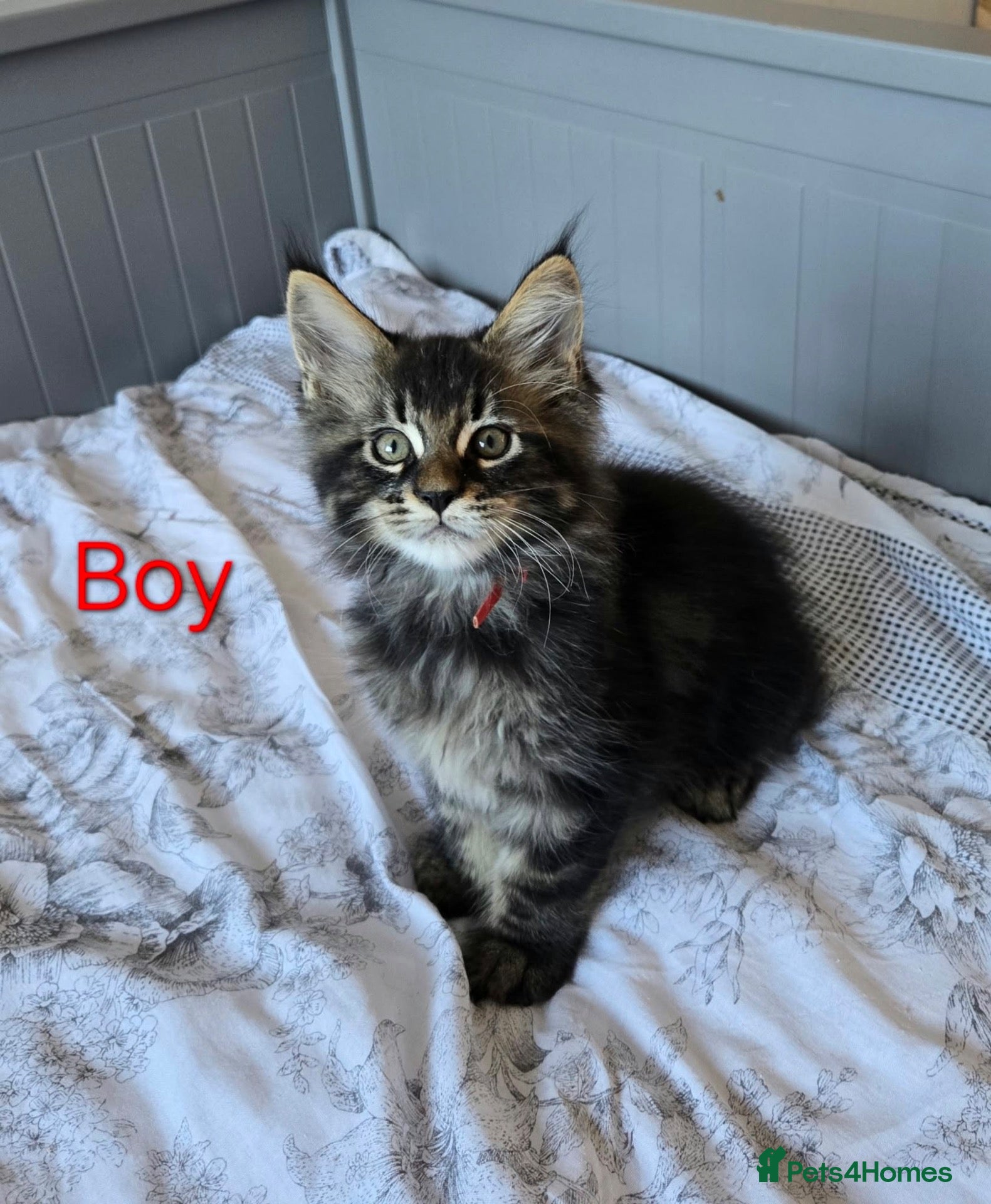 Maine Coon cats 2 TICA registered Maine Coon kittens left. - Advert 1