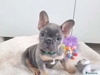 French Bulldog dogs READY NOW French Bulldog puppies - Advert 6