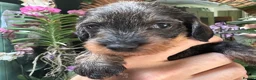 Miniature Dachshund dogs for sale: Miniature Wire haired Dachshund  - Advert 25