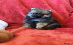 Pomeranian dogs for sale: Stunning KC reg Pomeranians  - Image 34