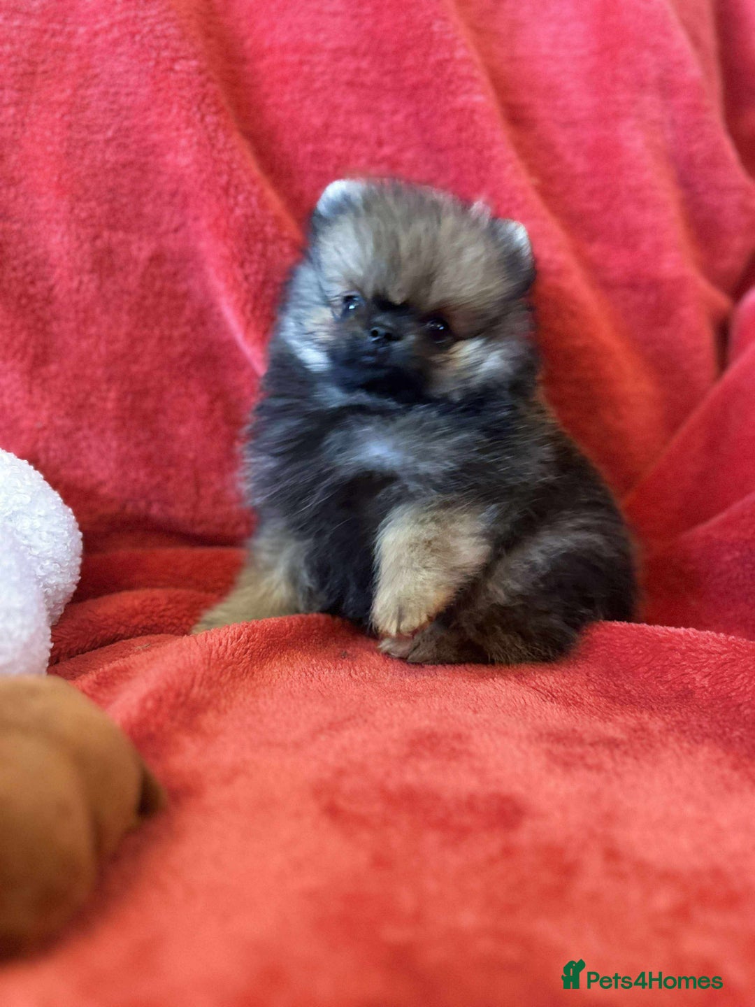 Pomeranian dogs for sale: Stunning KC reg Pomeranians  - Image 34