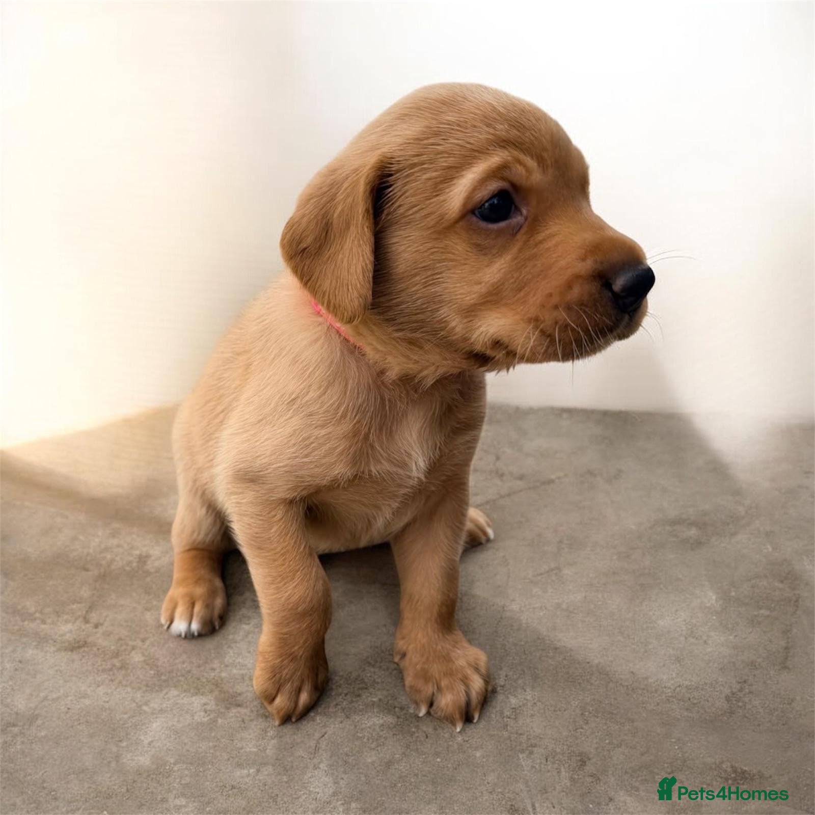 Labrador Retriever dogs Stunning fox red KC Labrador puppies  - Advert 2