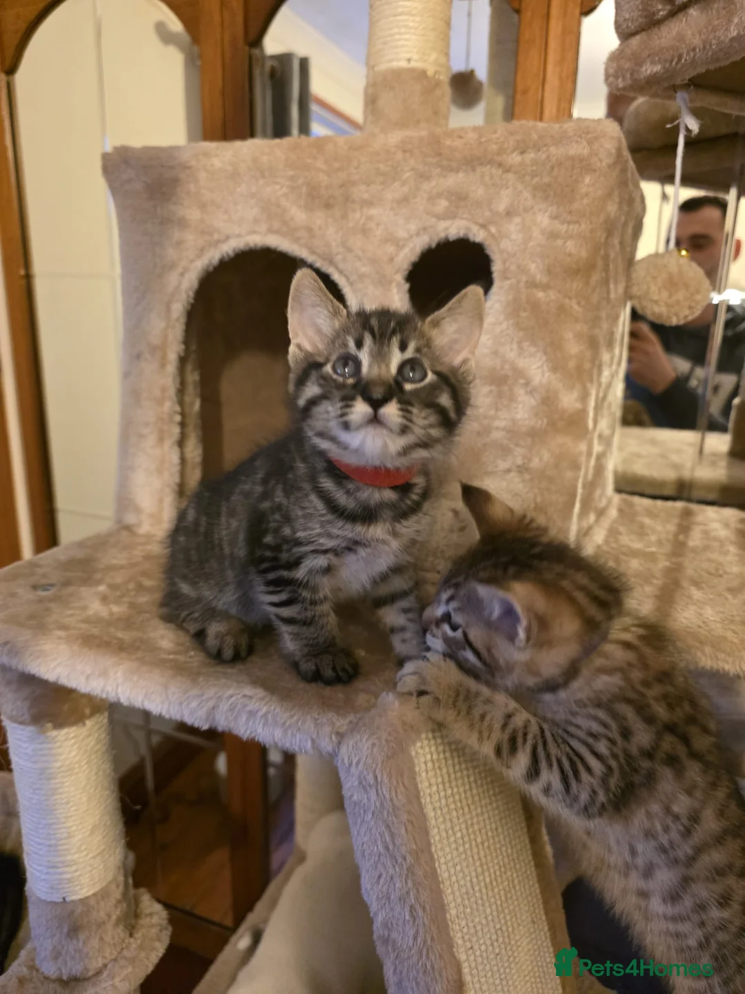 Mixed Breed cats for sale: Savannah X Maine Coon kittens - Advert 13