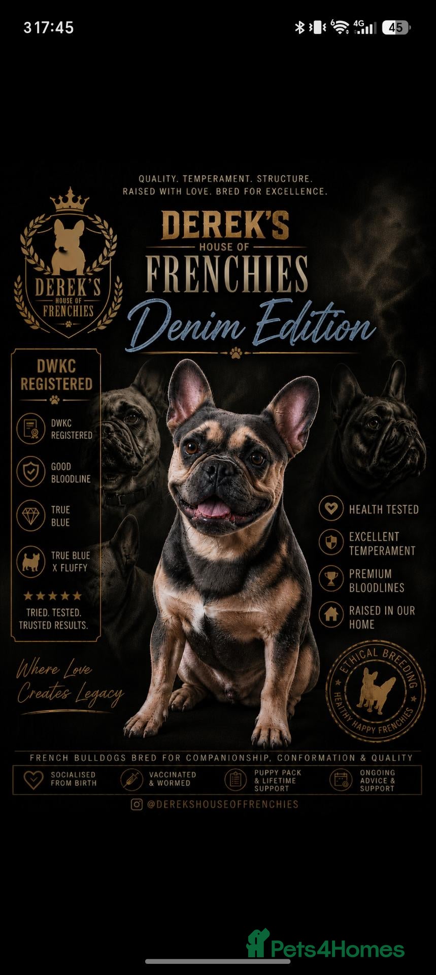 French Bulldog dogs Blue short haired fluffy  - Advert 1