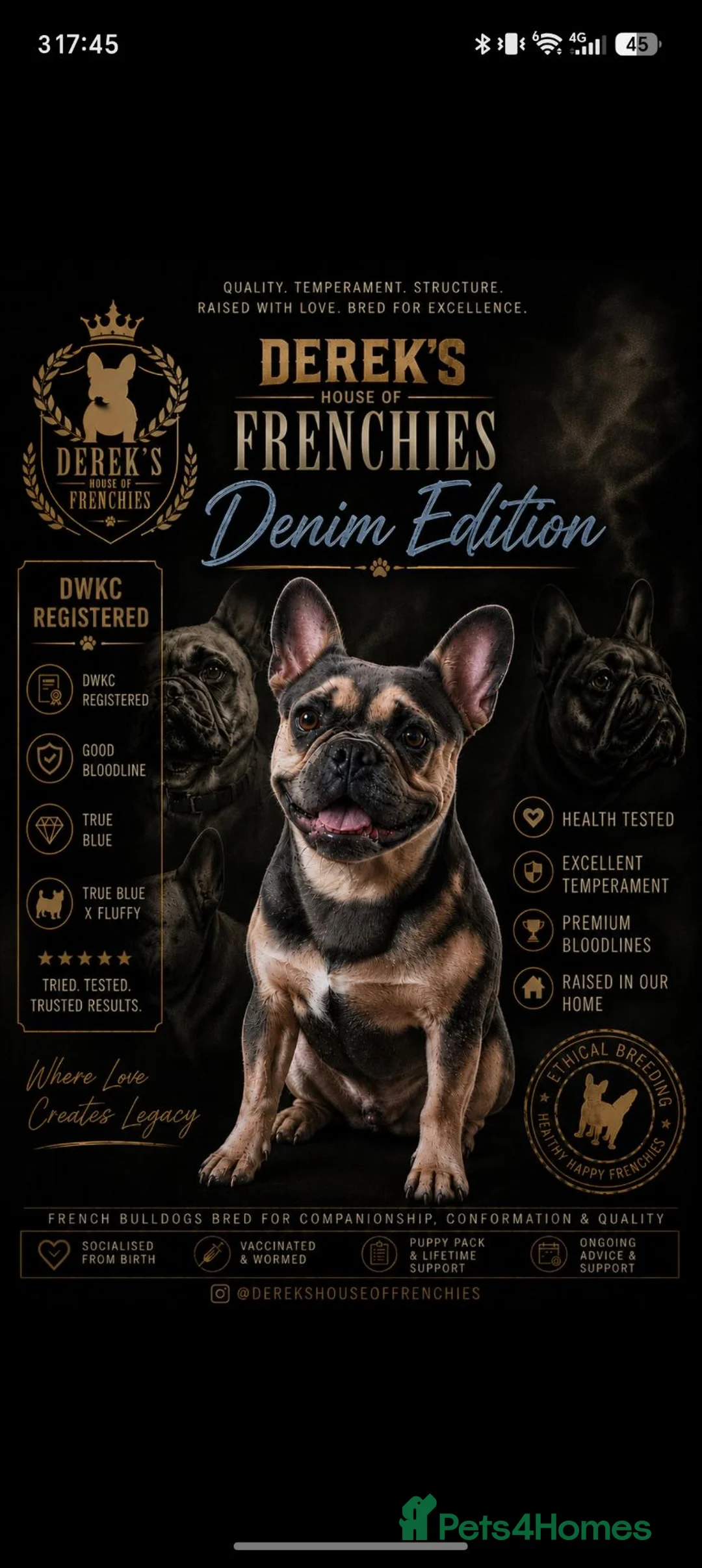 French Bulldog dogs for sale: Blue short haired fluffy  - Advert 1