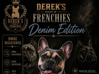 French Bulldog dogs Blue short haired fluffy - Advert 1
